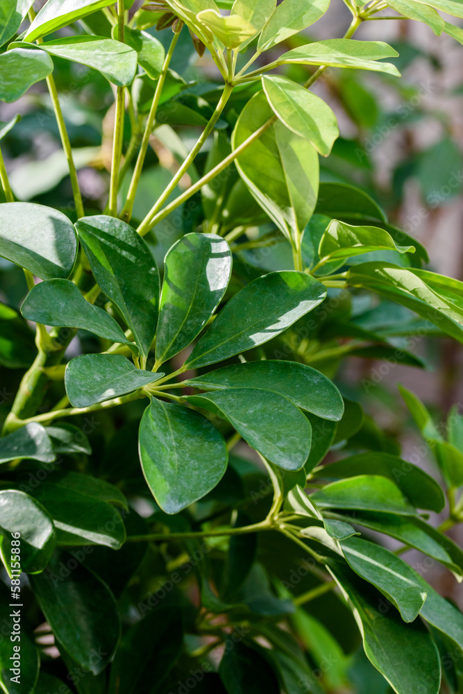 Vertical closeup of fresh green Dwarf umbrella tree leaves Vertical closeup of fresh green Dwarf umbrella tree leaves
