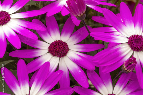 senetti magenta bicolor flowers in bloom