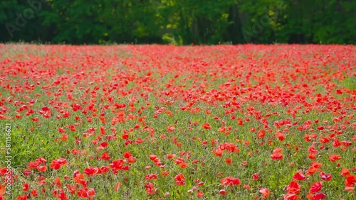 Beautiful red field of poppies
