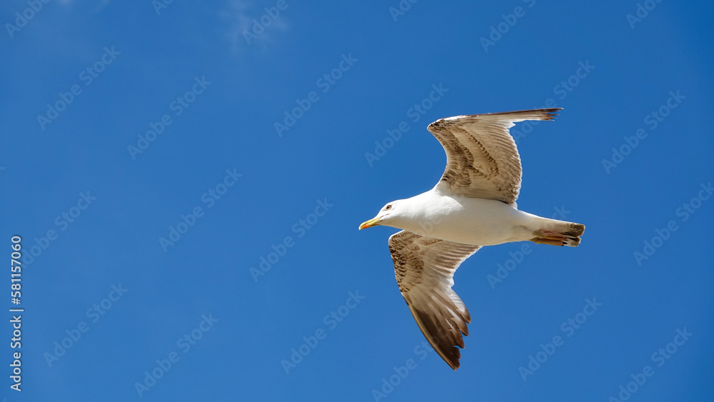 Obraz premium Beautiful huge Aegean island seagull, spreading its wings, flies against the blue sky. The flight of a bird in the sky