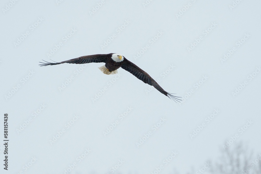 Bald eagle soaring through the sky, showing its majestic wingspan while gliding through the air Bald eagle soaring through the sky, showing its majestic wingspan while gliding through the air