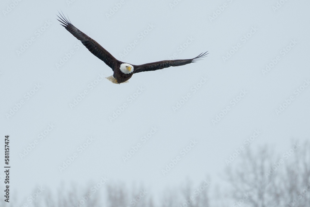 Bald eagle soaring through the sky, showing its majestic wingspan while gliding through the air Bald eagle soaring through the sky, showing its majestic wingspan while gliding through the air