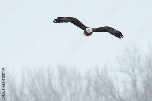 Bald eagle soaring through the sky  showing its majestic wingspan while gliding through the air