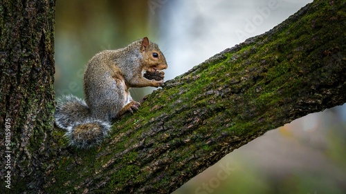 Closeup shot of an adorable and cute squirrel on the tree