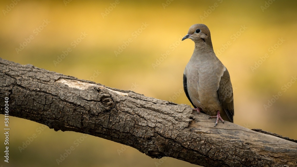 Selective focus of a Mourning Dove