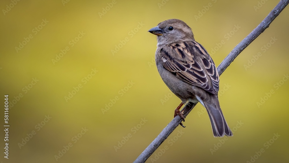Selective focus of a House Sparrow Selective focus of a House Sparrow
