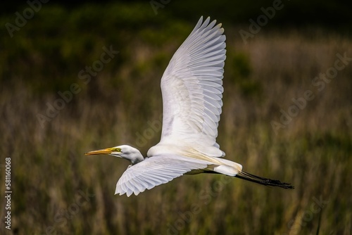 Closeup of a beautiful white Great Egret in flight during golden Hour