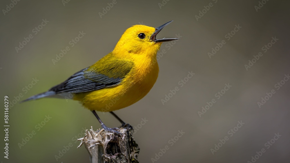 Obraz premium Closeup of a Prothonotary Warbler (Protonotaria citrea) bird during the spring migration