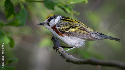 Adorable Chestnut Sided Warbler perched on a tree branch in a natural outdoor setting