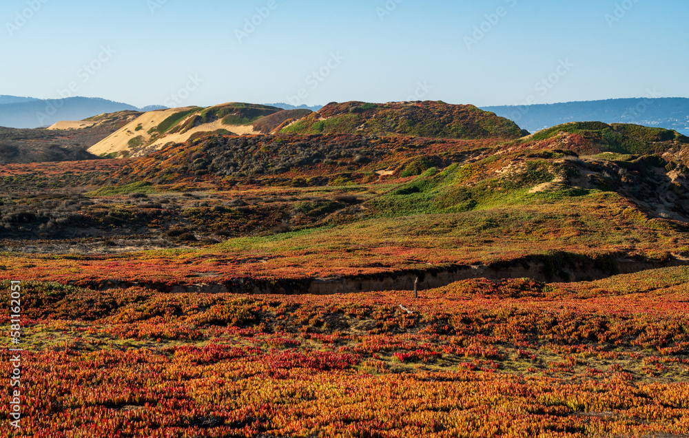 Obraz premium Red, Orange and Green Plant Life at Fort Ord