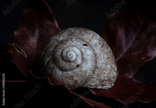 snail, nature, plant, green, flora, background, vintage, natural, arrangement, bouquet, beautiful, decoration, beauty, design, composition, fresh, floral, decorative, summer, forest, still life, 