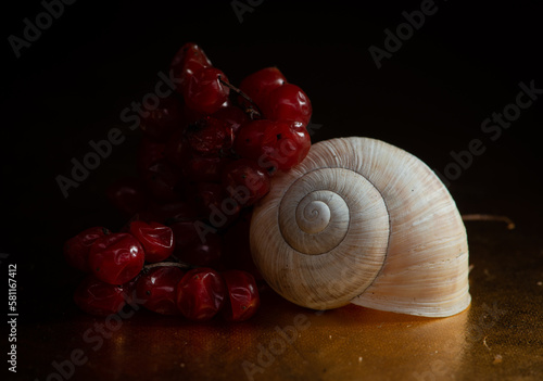 snail, nature, plant, green, flora, background, vintage, natural, arrangement, bouquet, beautiful, decoration, beauty, design, composition, fresh, floral, decorative, summer, forest, still life, 