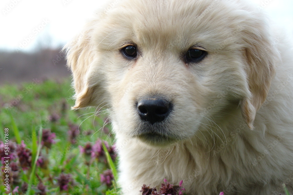 Golden retriever rocks in the spring grass, sweet Golden retriever rocks in the spring grass, sweet