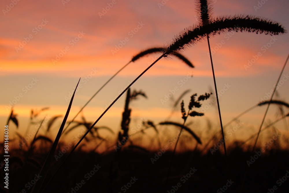 Sunset, field grass in focus, art skill