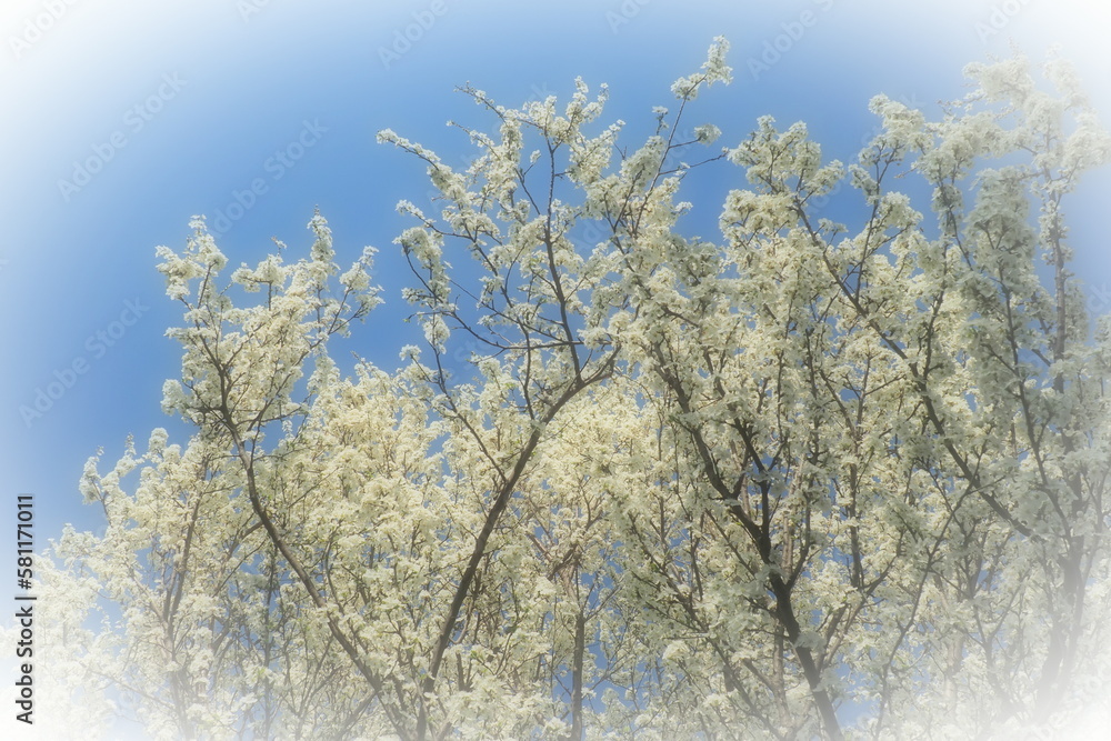 Blossoming of cherries, sweet cherries and bird cherry. Numerous beautiful fragrant white flowers on the tree. Spring flowers are collected in drooping brushes. Blurred foggy focus. White vignetting.