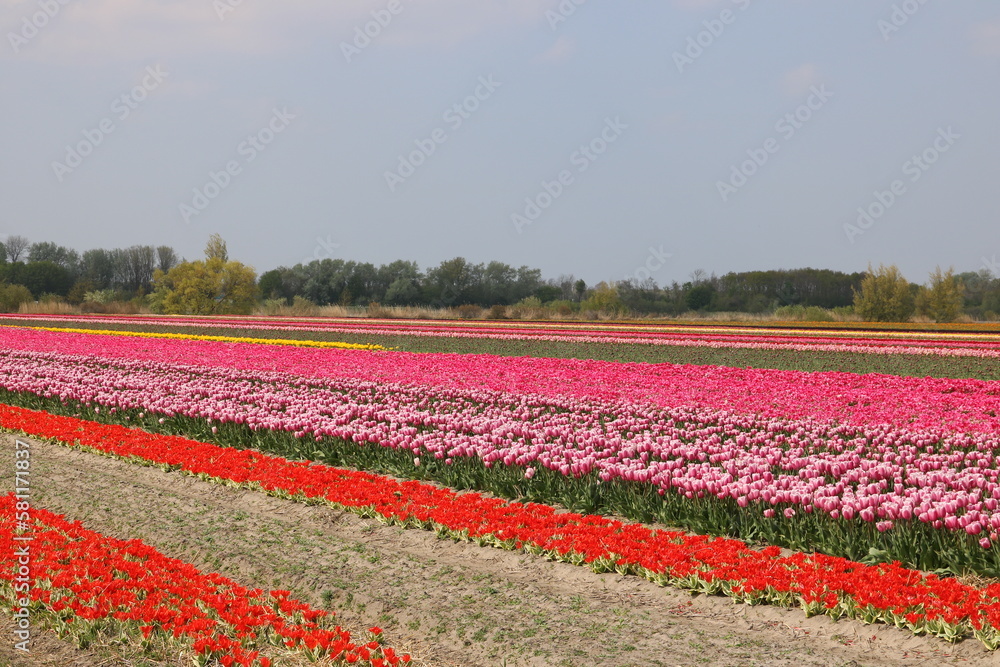 Tulpen blühen farbenfroh auf einem Tulpenfeld in Holland