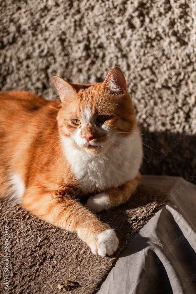 Vertical shot of a sleepy ginger tabby cat lying outside under the sunlight Vertical shot of a sleepy ginger tabby cat lying outside under the sunlight