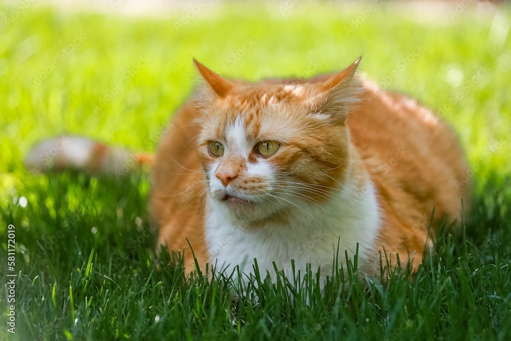 Closeup of an adorable ginger tabby cat lying on the grass under the sunlight