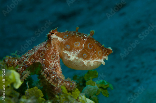 blue-ringed octopus hiding in algae