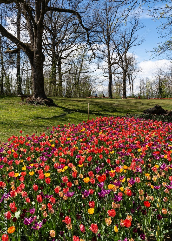 Beautiful colorful blooming tulips field in the background of trees
