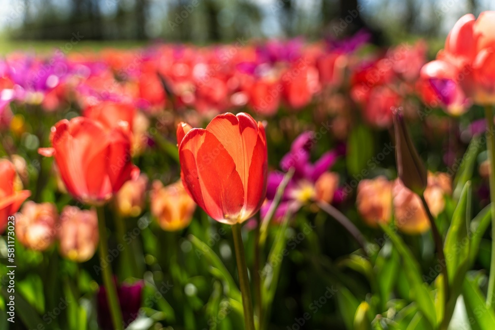 Colorful blooming tulip field in closeup