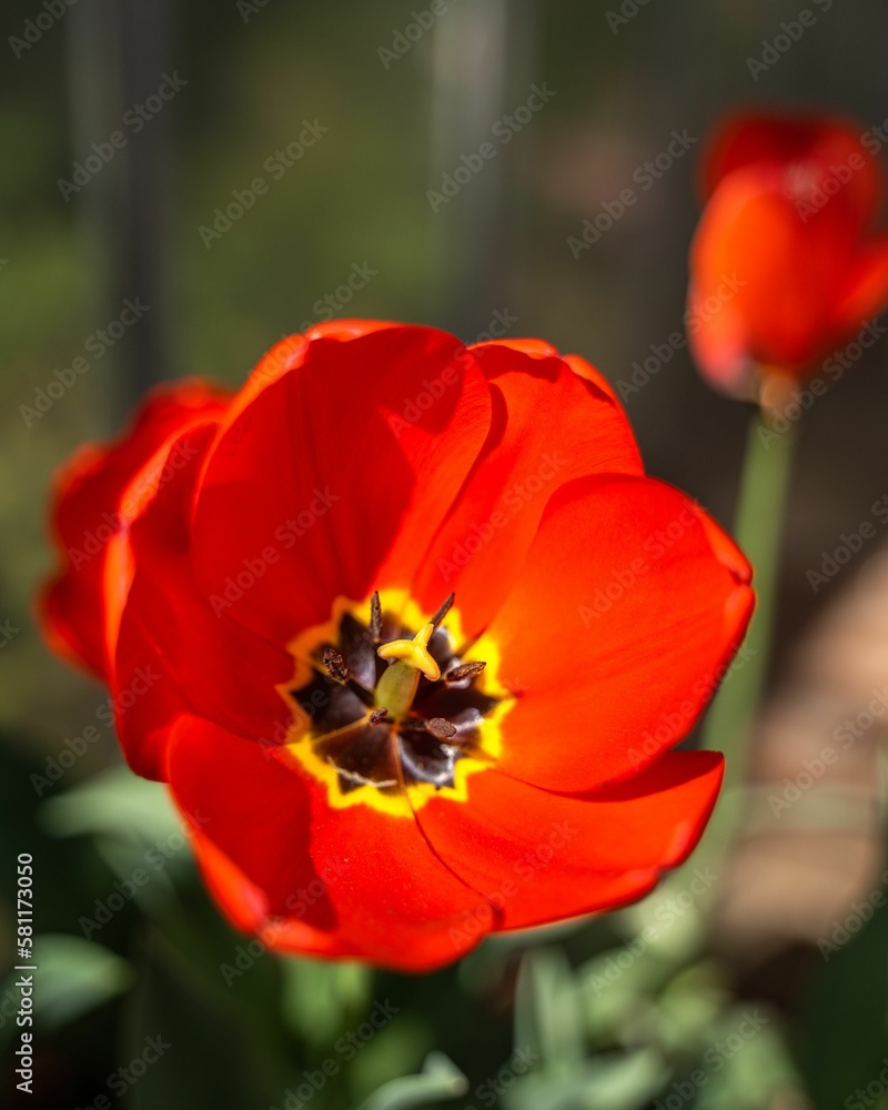 Obraz premium Beautiful red blooming tulip in closeup with a blurry background