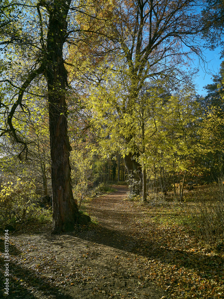 forest walkway in autumn with yellow foliage