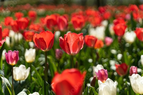 Colorful blooming tulip field in closeup
