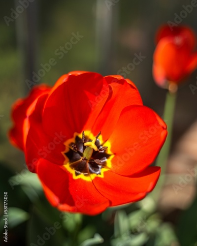 Beautiful red blooming tulip in closeup with a blurry background