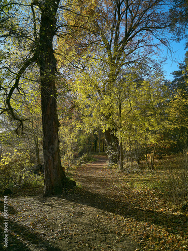 forest walkway in autumn with yellow foliage