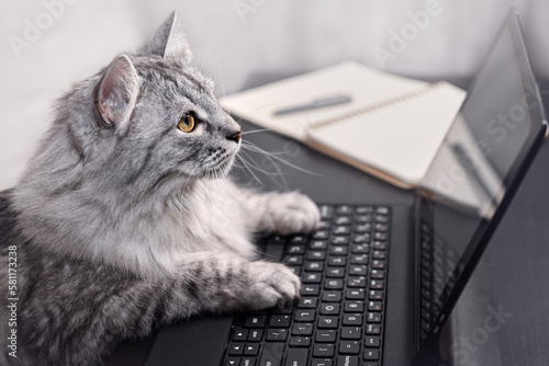 Cat using a laptop at home. A pet works remotely, just like a human. Online shopping, work from home, online learning concept.