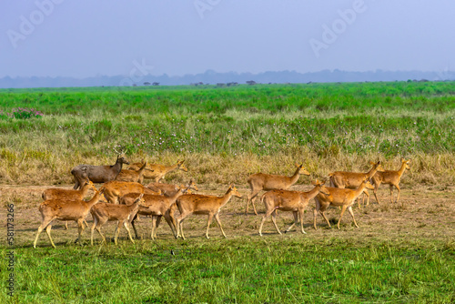 Mass movements of  Hog deer s in the forest of Kaziranga