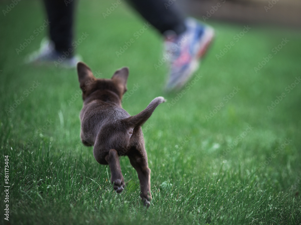 a chocolate-colored chihuahua puppy is playing catch-up with the owner