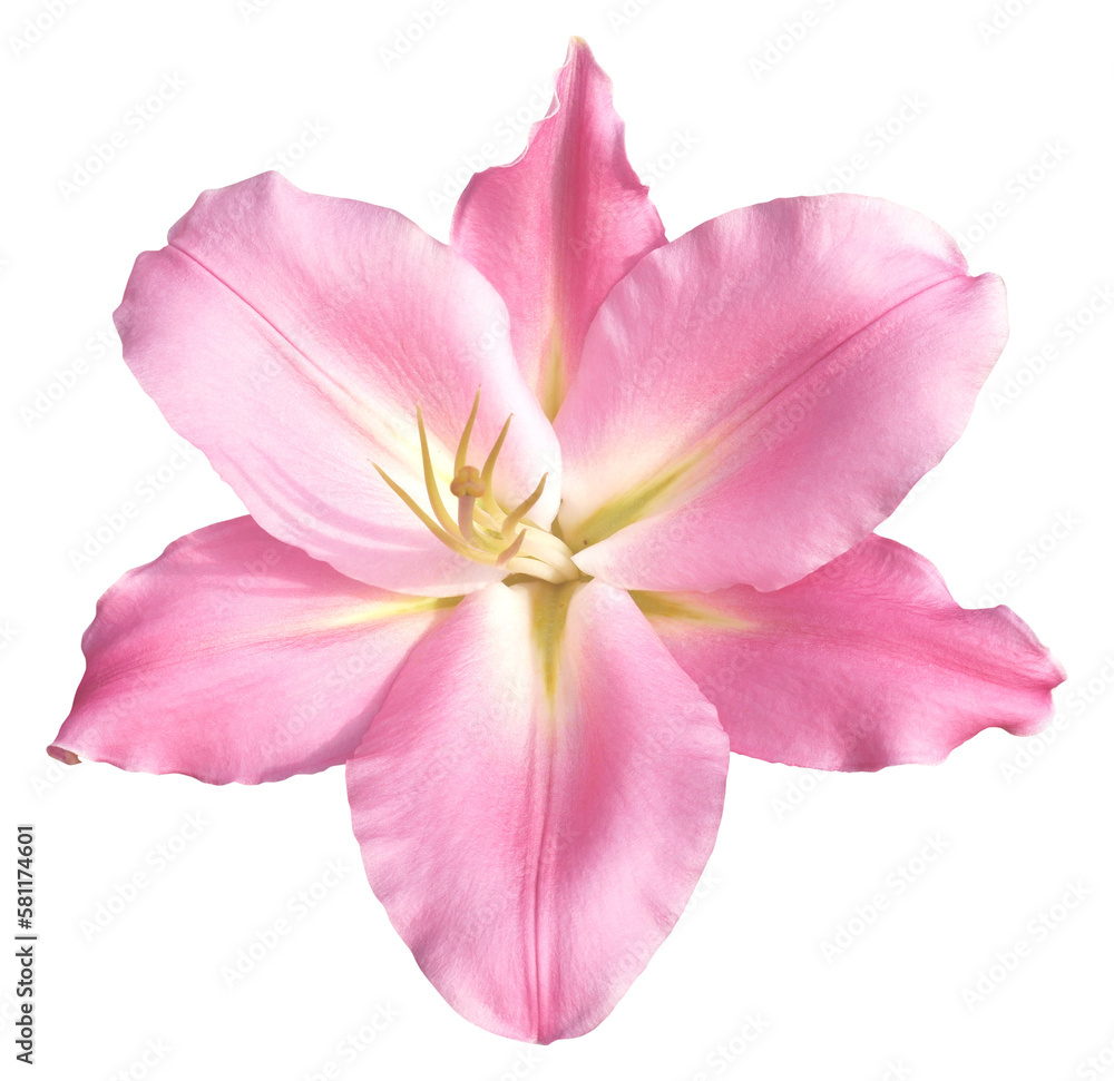 Pink lily flower on transparent background Pink lily flower on transparent background
