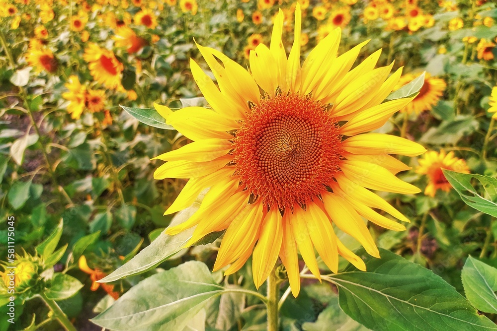 Sunflowers symbolize unwavering faith and unconditional love. Sunflowers symbolize unwavering faith and unconditional love.
