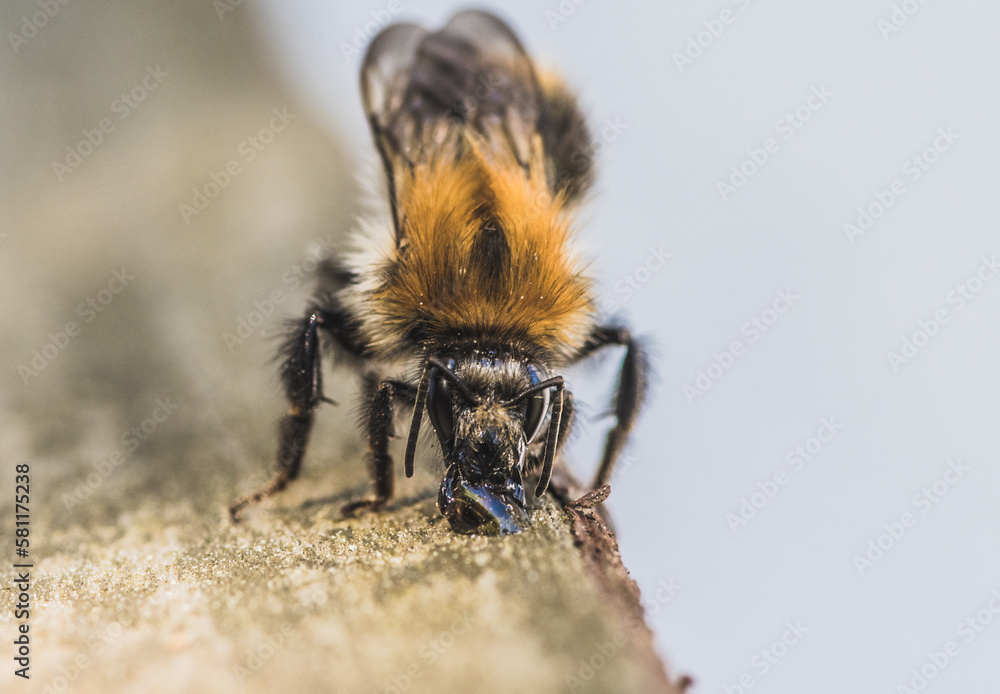 pszczoła pije wodę podczas upału - obrazy, fototapety, plakaty 