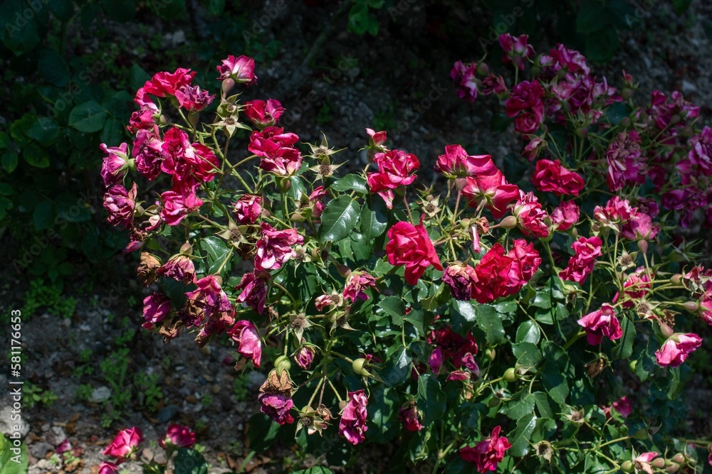 Pink wilted rose bush in the garden under the sunlight