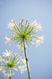 Vertical shot of two Lily of the Nile flowers under the blue cloudless sky