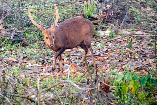 Hog deer in the forest of Kaziranga photo