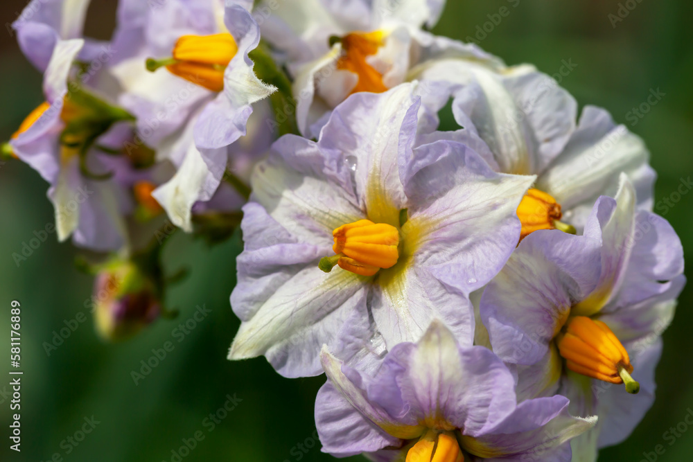 Potato flower in drops in sunlight Potato flower in drops in sunlight