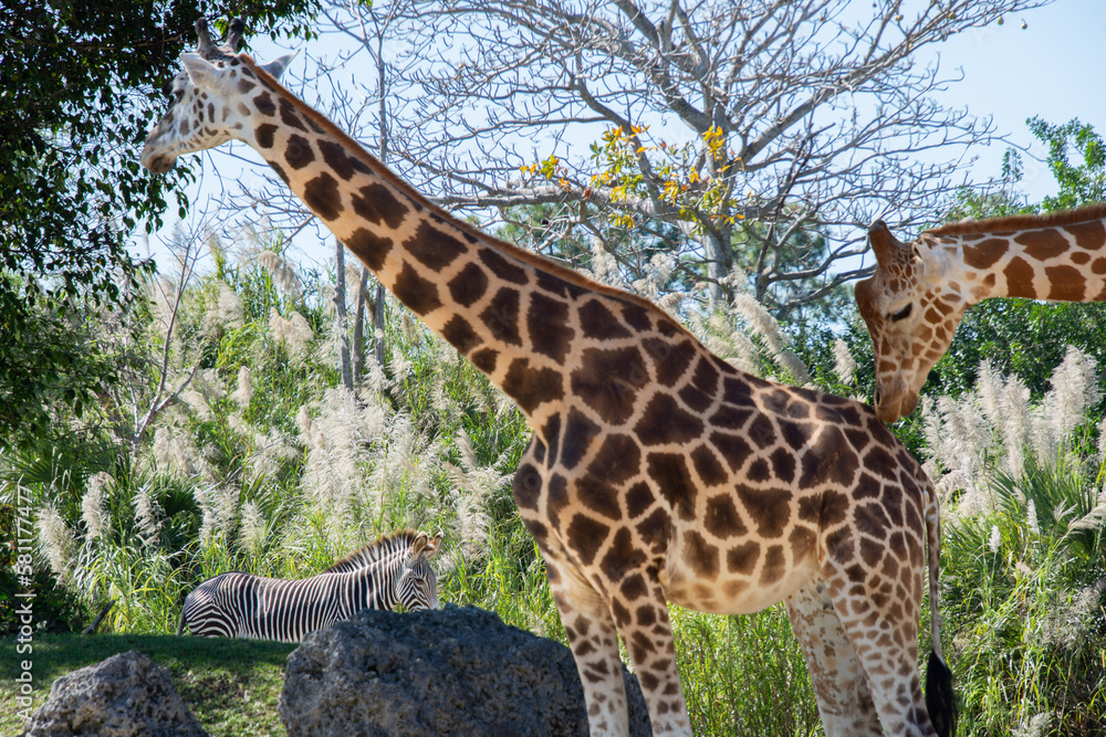Obraz premium Nice specimen of giraffe taken in a large zoological garden