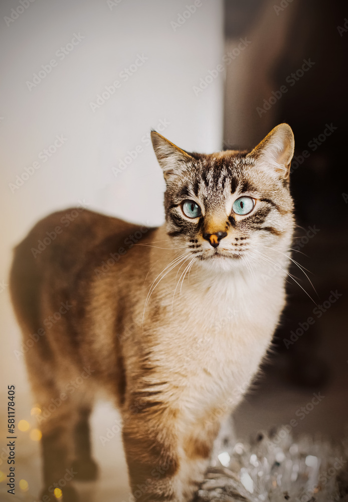A beautiful cute tabby Thai domestic cat stands among the Christmas decorations. A pet. A beautiful cute tabby Thai domestic cat stands among the Christmas decorations. A pet.