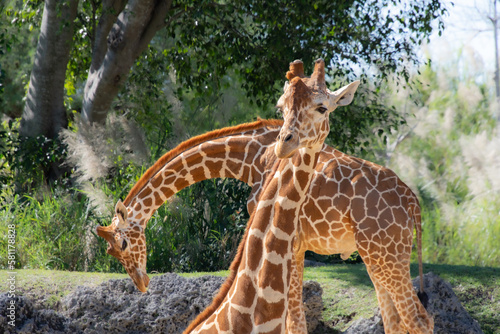 Nice specimen of giraffe taken in a large zoological garden