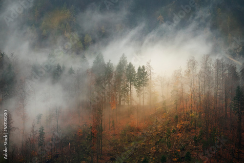 forest shrouded in morning fog in autumn foliage