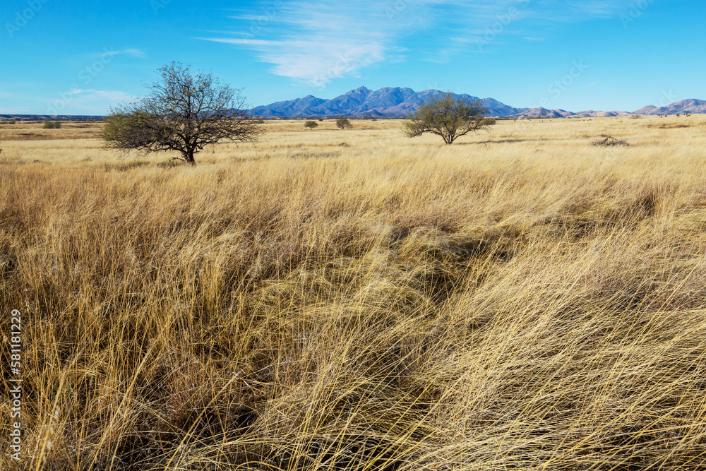 Fototapeta premium American prairie