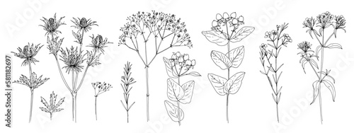 Flowers vector line drawing. Eryngium flower drawn by a black line on a white background. 