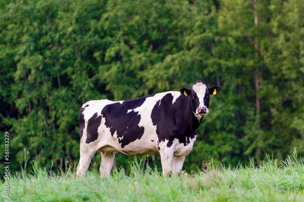 Holstein friesian cattle. A black and white cow grazes on a green pasture. Looks at the camera. Holstein friesian cattle. A black and white cow grazes on a green pasture. Looks at the camera.