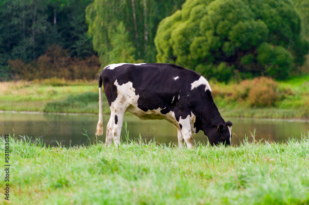 Holstein friesian cattle. A black and white cow grazes on a green pasture. Looks at the camera. Holstein friesian cattle. A black and white cow grazes on a green pasture. Looks at the camera.