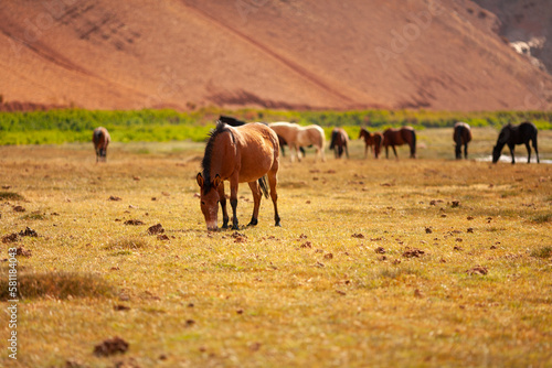 Wild horses grazing at Quebrada Paredones, Tierra Amarilla, Chile photo