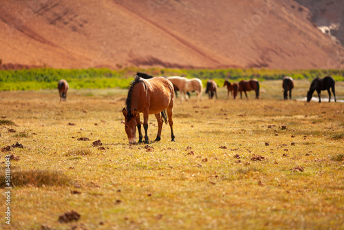 Wild horses grazing at Quebrada Paredones, Tierra Amarilla, Chile